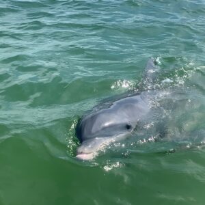 Private Dolphin & Sightseeing Boat Day Tour