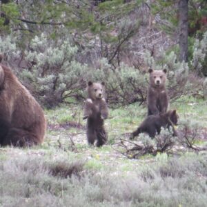Yellowstone National Park - Full-Day Lower Loop Tour from Jackson