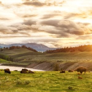 Yellowstone National Park Tour from Jackson Hole