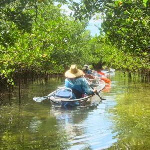 2-Hour Clear Kayak Mangrove Tunnel Eco Tour - Sarasota