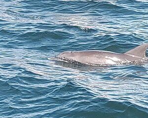 2 Hours Swim with the Dolphins in Panama City