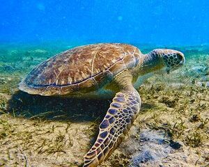 2 ½ - Hour Guided Snorkel Tour of Phil Foster park, Free Videos!