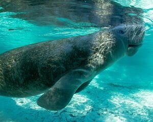 2.5-Hour Guided Group Kayak Tour on Big Hickory Pass
