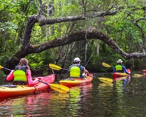 Amelia Island Guided Kayak Tour of Lofton Creek
