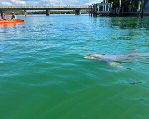 Bonita Springs Eco Kayak Tour - Best Gear, Premium&Clear Kayaks