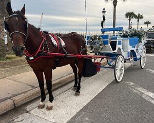 Classic Horse-Drawn Carriage Tour