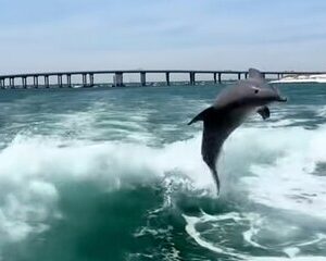 Destin Shelling and Dolphin Adventure