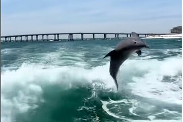 Destin Shelling and Dolphin Adventure