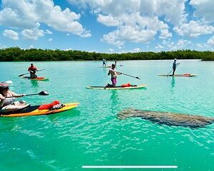 Dolphin, Manatee and Sea Turtle Adventure Tour of Bonita Springs