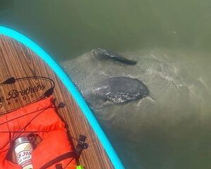 Dolphin, Manatee and SeaTurtle SUP Adventure Tour of St Augustine
