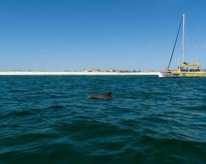 Dolphin Sightseeing Tour on Lazy Daze