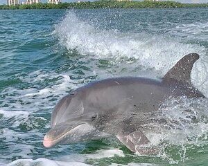 Dolphin Tours - Fort Myers Beach / Naples