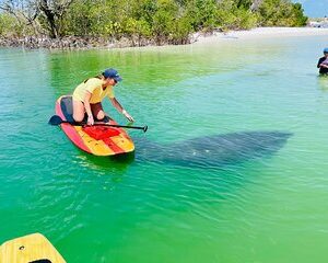 Dolphin and Manatee Adventure Tour of Fort Myers