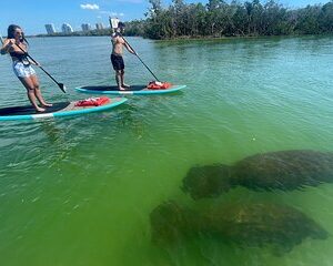 Dolphin and Manatee Adventure Tour of Naples with Florida History