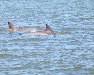Dolphin and Wildlife History Tour