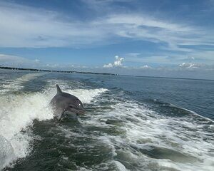 Dolphin cruise in Santa Rosa Beach