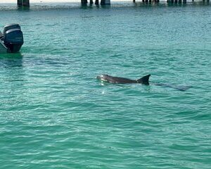 Dolphins and Donuts Boat Trip in Destin