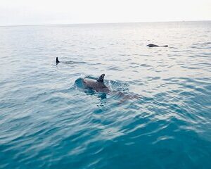 Florida Keys Backcountry Eco Tour from Big Pine Key