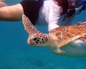 Florida Keys Eco Tour: Snorkel, Kayak, Lunch + Transportation!