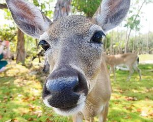 Florida Keys Nature & History Tour from Key West