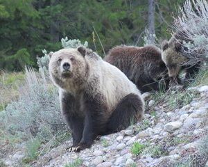 Grand Teton National Park - Full-Day Guided Tour from Jackson Hole