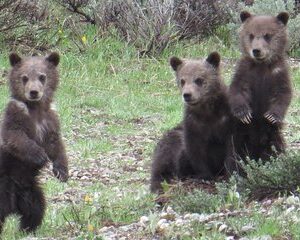 Grand Teton National Park - PRIVATE Full-Day Tour from Jackson Hole