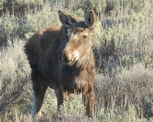 Grand Teton National Park - Sunrise Tour from Jackson Hole