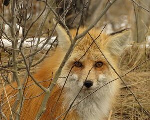 Grand Teton National Park - Sunset Guided Tour from Jackson Hole