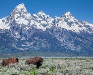 Grand Teton Wildlife Safari Tour