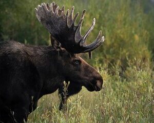 Half-Day Grand Teton Wildlife Safari Private Tour
