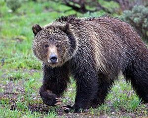 Half Day Group Sunrise Wildlife Safari