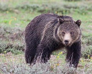 Half-Day Wildlife Safari Tour in Grand Teton National Park