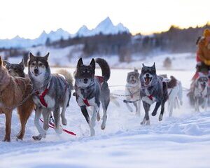 Jackson Hole Full-Day Dog Sledding and Snowmobiling Combo Trip