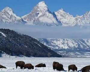Jackson Hole & Grand Teton Park - Half-Day Wildlife Tour - Afternoon
