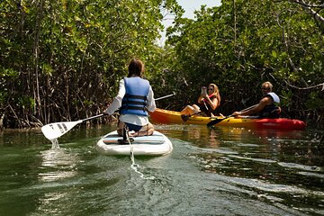 Key West Hidden Sanctuary Mangrove Kayak Tour With Drinks