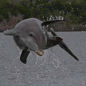 Marco Island: 2-Hour Dolphin, Birding, and Shelling Tour