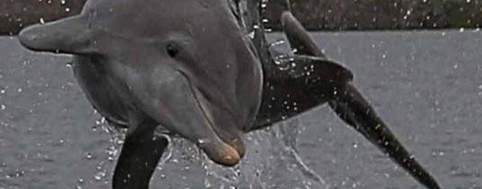 Marco Island: 2-Hour Dolphin, Birding, and Shelling Tour