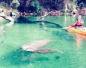 Orlando Manatee and Natural Spring Adventure Tour at Blue Springs