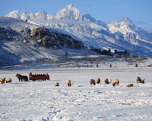 PRIVATE Grand Teton Wildlife Safari, Elk Refuge Sleigh Ride & Lunch