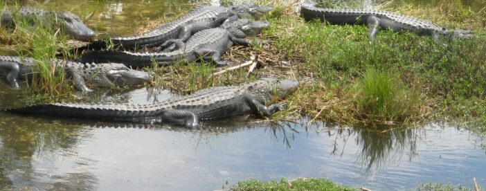 Private 4-hour Tour of Everglades from Miami Dade