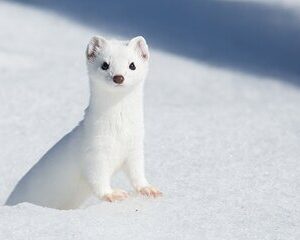 Private Grand Teton Winter Wildlife Tour