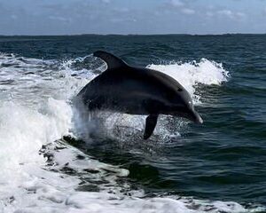 Private ONLY Dolphin Boat Tours