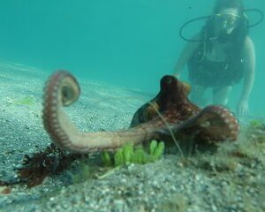 Private Scuba Diving Expert-Led Excursion Training with Tour