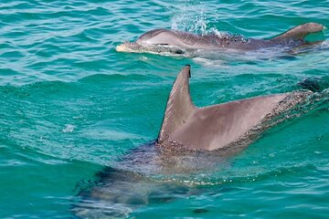Public Dolphin Watching and Sightseeing Tours at Shell Island