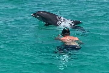 Public Swim with Dolphins and Snorkel Adventure at Shell Island