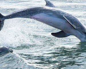 Red Boat Tours - Dolphin Odyssey and Sightseeing Tour