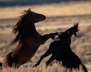 Red Canyon Wild Mustang Tours And Safaris In Cody Wyoming