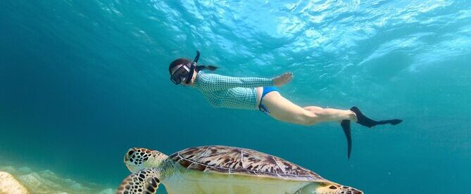 Sea Turtle Snorkel Tour
