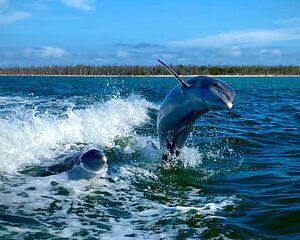 Ten Thousand Islands Eco/Dolphin Tour