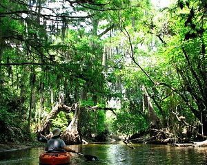 Wild & Scenic Loxahatchee River Guided Tour